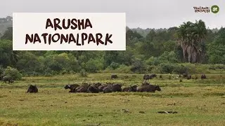 Utforska Arusha Nationalpark med Tanzania Specialist