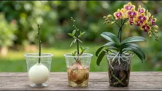 Orchid propagation technique at home - Just one onion - simple and unique