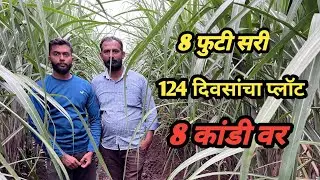 124 दिवसात 8 कांडी आणि तेही सरी आठ फूटाची ll @acharyaagroservices ll