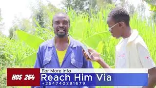 Modern Farming Part 3: Mulato, Grass, Panicum grass and Brooke Grass farming and its importance