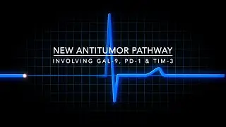 Antitumor Pathway Involving Galectin 9, PD-1 and TIM-3