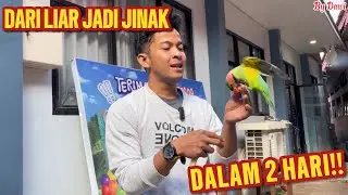 Jinakin Burung Liar Dalam 2 Hari! Nggak Nyangka Secepat Ini Jinaknya&hellip;