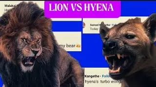Hyena vs Lion 😂💀 | Wildlife Voiceover