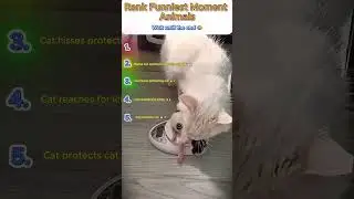 Funny Cat Clips Ranking 🐱 #LOLcats #CatRanking