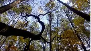 Jordan Lake | New Hope Trail | Apex, NC