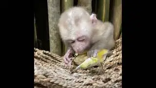 Baby Tav Tav Eating Banana #monkey #adorablebaby #littlemonkey
