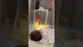Dad Surprises His Daughter With a Tiny Kitten 😻🎁