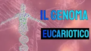 Il genoma eucariotico