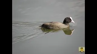 Coots fighting