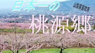 【あんぐる】日本一の桃源郷（山梨県笛吹市）