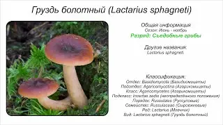 Груздь болотный (Lactarius sphagneti)
