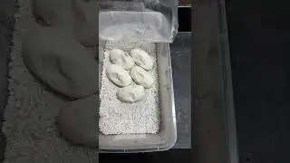Day 50 - Egg Update