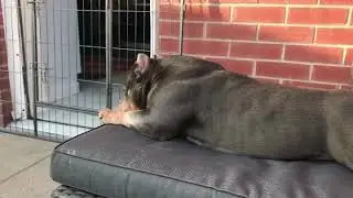 Muscletone Bullys  NIKITA.. Has the biggest neck in the world!