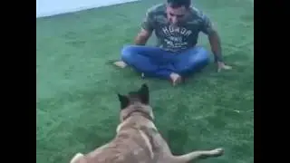 MS Dhoni's FUNNY Video Playing With His Dog