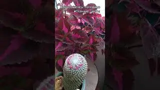 24.09.2025 #plants #комнатныерастения #flowers #garden #garden-balkon