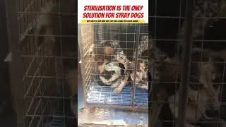 Sterilisation is the only solution of stray Dogs #viral #shorts #goodcause