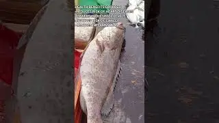 Grouper fish with benefits