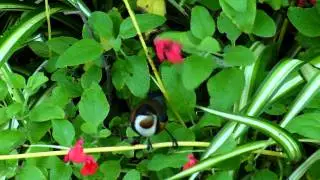 A tiny bird feeding on nectar