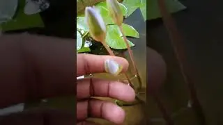 Nymphaea nouchali