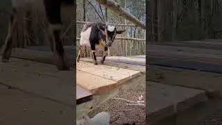 Goat Deck! #animal #farming #build #farmlife