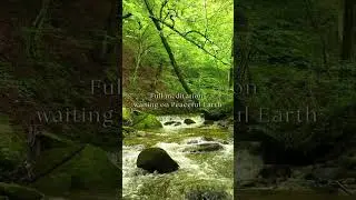 Discover Forest River Stillness | 528Hz Frequency Meditation | Peaceful Earth #Shorts