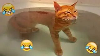 You Laugh You Lose 🤣 Funniest Cats and Dogs 2026 🐶💓 Part 14