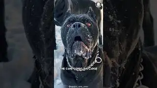 Кане-корсо 🐶 Идеальный семейный опекун!