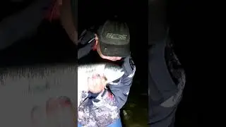 Поймать монстра ночью: это был потрясающий момент: радужная форель оказалась настоящим зверем: #р...
