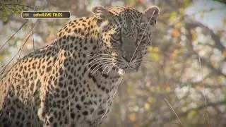 Meet the leopards that call Djuma home - #safariLIVE