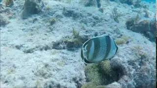 Butterfly Fish - Sea Stuff - www.seastuff.com