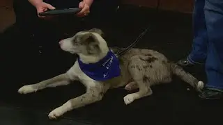 Saving Paws Holiday Miracle Event