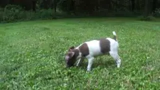 Ratitatt Cedar 9Weeks 015