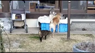 ストーカー序列（リン←サラ←ノア）