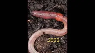 2022 earthworm and 6000 bce earthworm (who&rsquo;s next)?//history creatures//#shorts #youtubeshorts