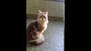 B猫