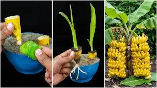 Growing banana plant at home | Fruit turn into plant method