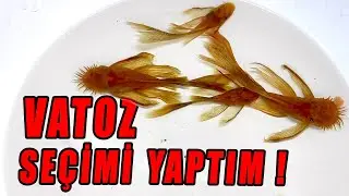 VATOZ SEÇİMİ YAPTIM ! Vatoz Üretimi, Vatoz Akvaryumu