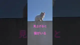 塀のうえの猫#cat #ミル #タマ#マル #保護猫 #猫好きさんと繋がりたい