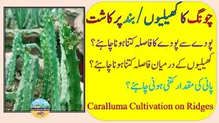 Growing Caralluma on Ridges / Chung on Ridges