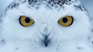 Snowy Owl in a Snow-Covered Forest | Winter Wildlife Moment