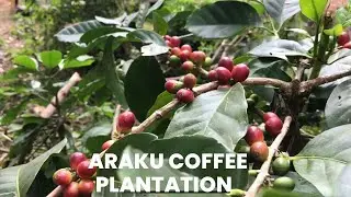 Araku Coffee Plantation | #araku #coffee #seeds | #vizag