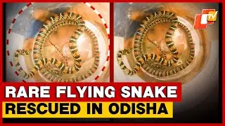 Rare Flying Snake Rescued In Odisha&rsquo;s Koraput, Released Into Wild