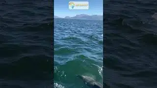 Common dolphin superpod in Cape Town | Animal Observation.