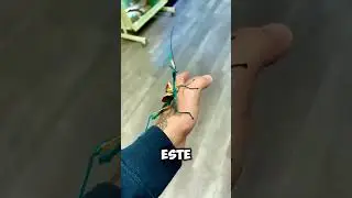 Este insecto palo azul es una joya de la naturaleza! 🦗💙 #shorts