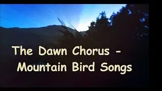 Dawn Chorus of Bird Songs - Great Smoky Mountains