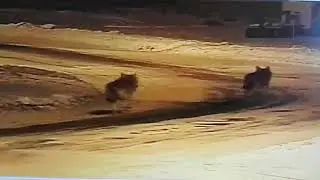 Hundid P&uuml;rksis