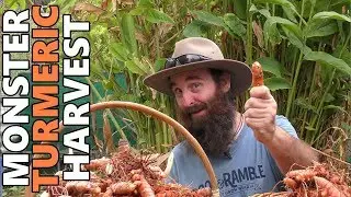 Monster Turmeric Harvest | How Does Turmeric Grow?