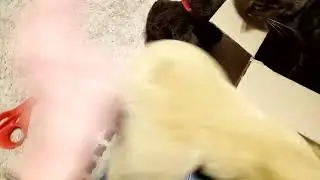 Unboxing Vintage Gund Muttsy Puppy