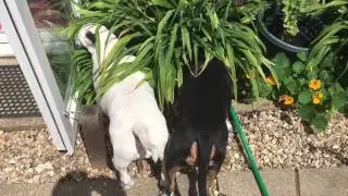 English Bull Terrier - Bush trance