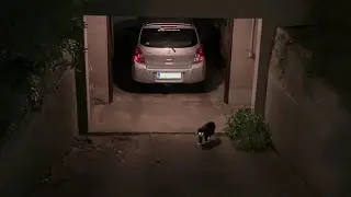 Light turns on as tuxedo cat leaves house through catflap